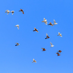 A flock of pigeons in flight against the blue sky