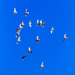 A flock of pigeons in flight against the blue sky