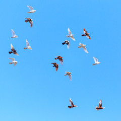 A flock of pigeons in flight against the blue sky
