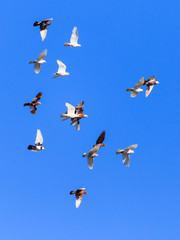 A flock of pigeons in flight against the blue sky