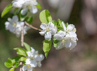 Flowers on a branch of an apple tree in spring