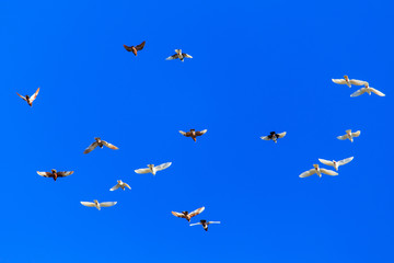 A flock of pigeons in flight against the blue sky