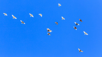 A flock of pigeons in flight against the blue sky
