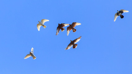 A flock of pigeons in flight against the blue sky