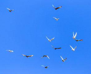 A flock of pigeons in flight against the blue sky