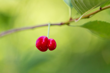 Red cherry on a tree branch in summer