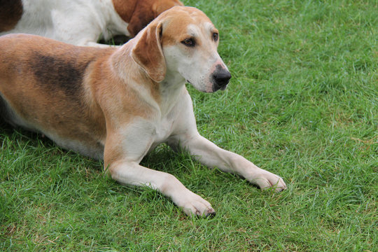 A Beautiful Modern English Foxhound Beagle Hunting Dog.