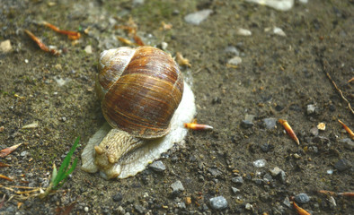 Ślimak