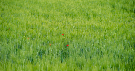 Caltanissetta Campagna Sicilia