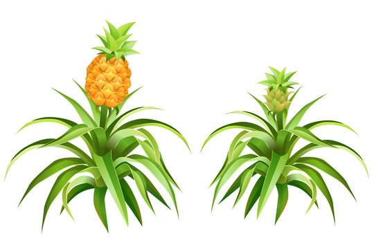 Pineapple tree with fruits. Isolated vector illustration.