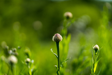 Flower thistle before opening on a sunny spring day in Texas