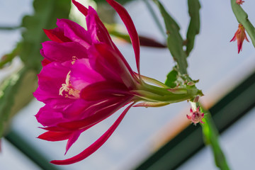 Beautiful blooming wild desert cactus flower.