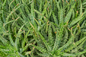 top view of Aloe in pot, natural background