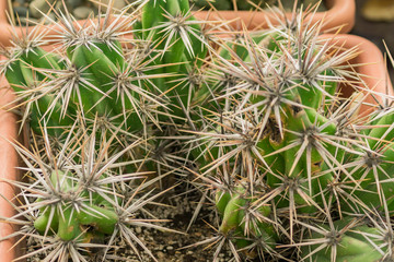succulent plant background texture, exotic plant close up