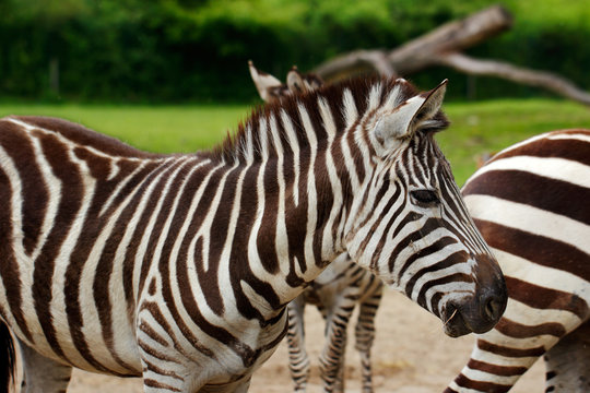 African striped coats zebra