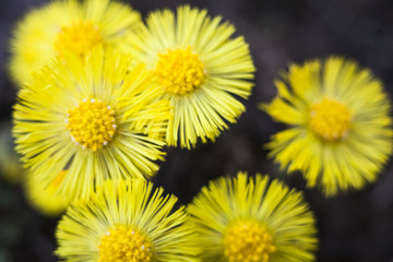 Yellow coltsfoot flowers (Tussilago farfara)