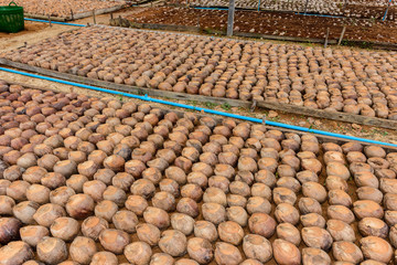 Coconut Perfume is cutting head for Breeds