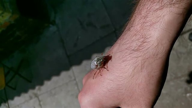 flight of the May beetle