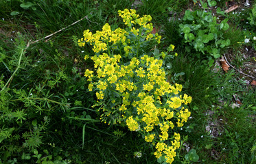 yellow spring spring cr 2018