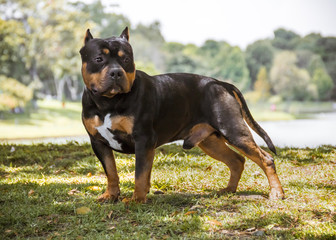  a black bully american dog with brown standing in the grass with a lake and trees in the background