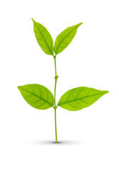 Green leaf isolated