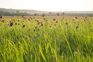 Spring flowers on the meadow at sunset. Fritillaria Ruthenica.