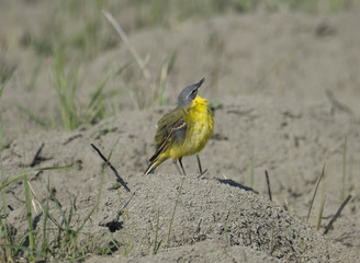 Western yellow wagtail dancing at Hjalstaviken close to Stockholm