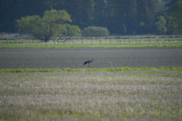 Obraz na płótnie Canvas A single Heron on a field at Hjalstaviken close to Stockholm
