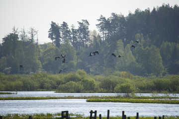 Cranes in flight at Hjalstaviken close to Stockholm © Hans Baath