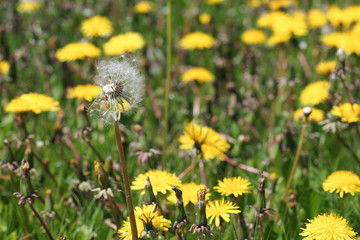 Wildflowers, dandelions and bees