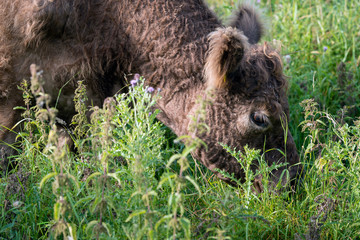 Grazing Galloway cow from close