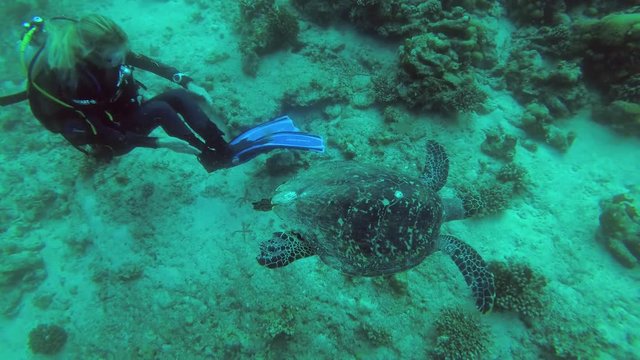 Young beautiful woman scuba diver swims with sea turtle over the coral reef - Indian Ocean, Fuvahmulah island, Maldives
