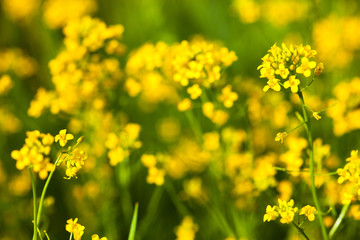 Yellow rapeseed flowers (Brassica napus)