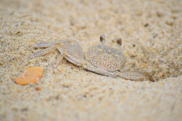 Sand crab