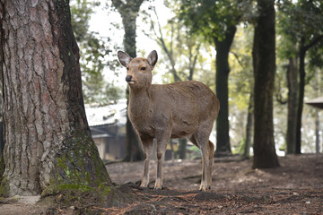 Wild deer in woods, Japan