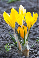Yellow crocuses blooming in early spring