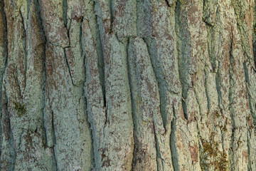bark of an oak tree in the sun