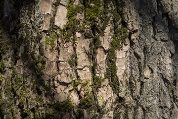 bark of an oak tree in the sun