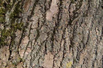 bark of an oak tree in the sun