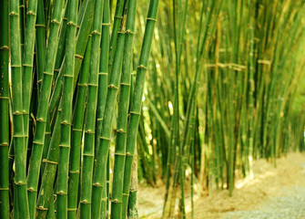 green bamboo fence background