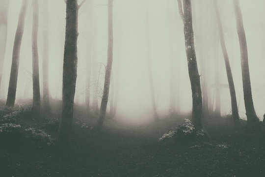 Fototapeta Path in magic foggy forest