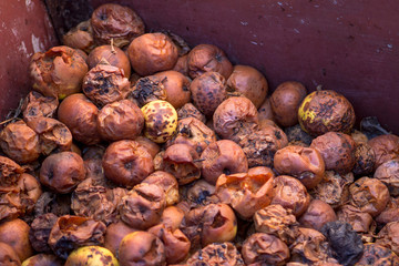 rotten apples in the form of compost