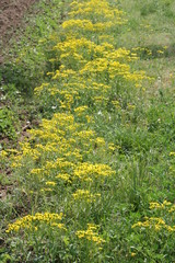 Gelbe Kapuzinerkresse