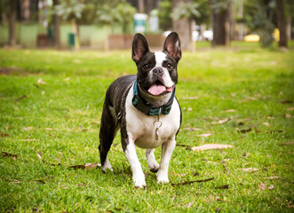  a french bulldog dog standing on the grass with trees in the background