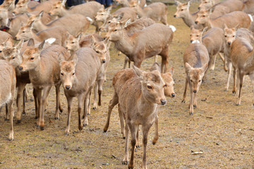 Wild deers in woods, Japan