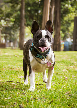  a french bulldog dog standing on the grass with trees in the background