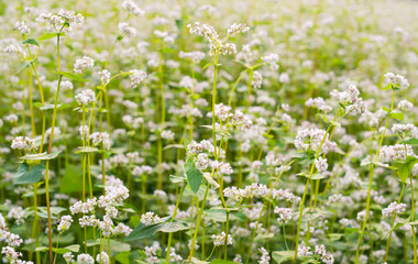 The field of blooming buckwheat