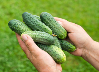 Handful of fresh cucumbers
