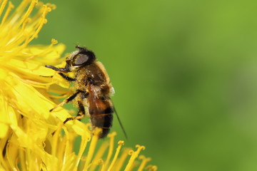 Bee on a dandelion