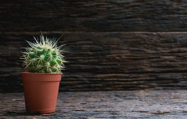 Green cactus potted plant, trees in the cement pot on wooden background.
